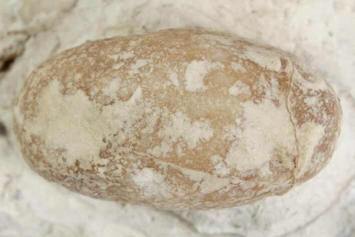 Eocene Fossil Snake Egg - Bouxwiller, France #366879
